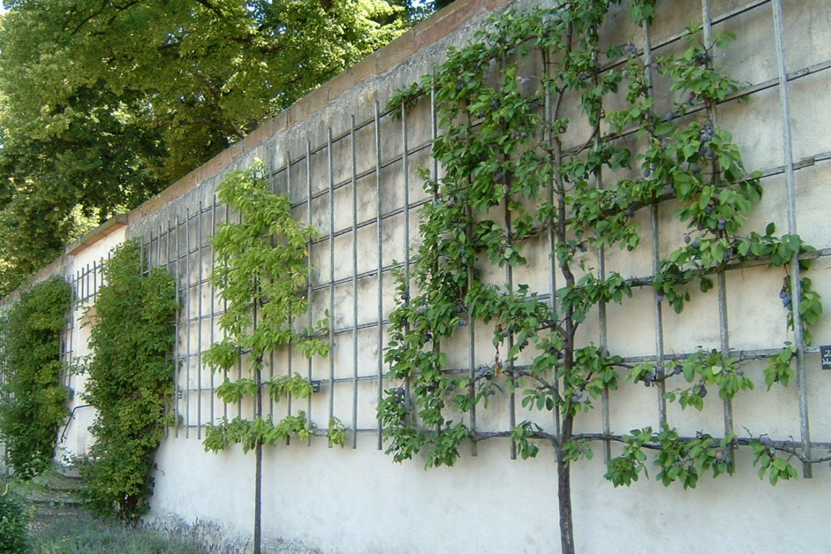 Pourquoi utiliser des treillages dans son jardin ?