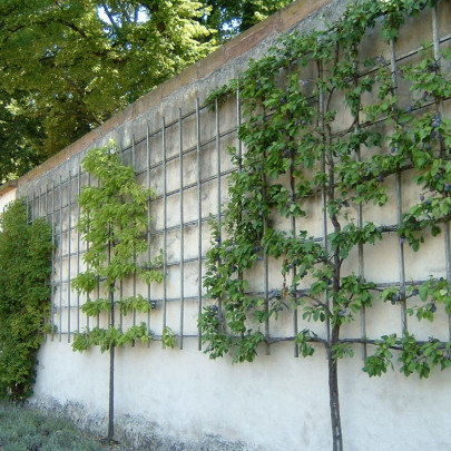 Pourquoi utiliser des treillages dans son jardin ?